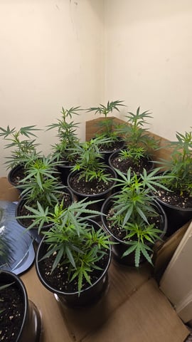 Blue Dream Clones — vegetative, day 9