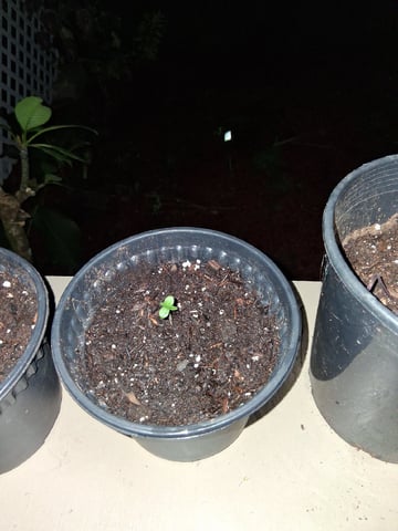 My First Grow — seedling_rooting, day 3