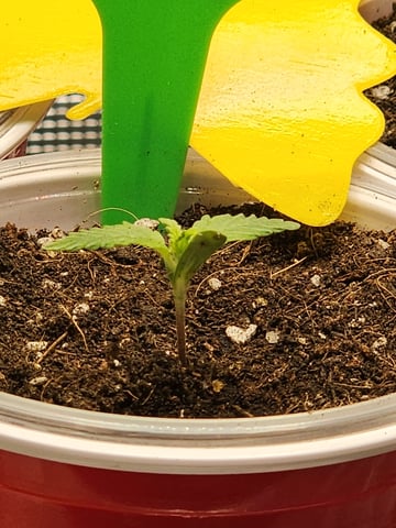 HE1E we GROW  — seedling_rooting, day 33