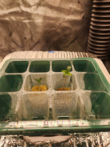 Wedding Cake Auto — seedling_rooting, day 11