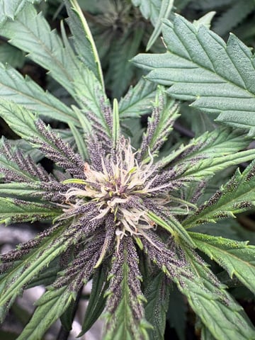 Purple Wedding Glue — flower, day 10
