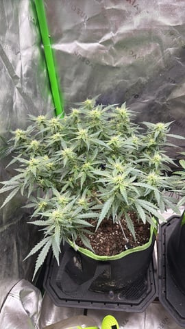 Midsummer Outdoor — flower, day 74