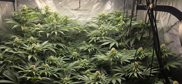 Maple Nectar  — flower, day 66