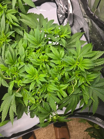 Purple Haze  — vegetative, day 30