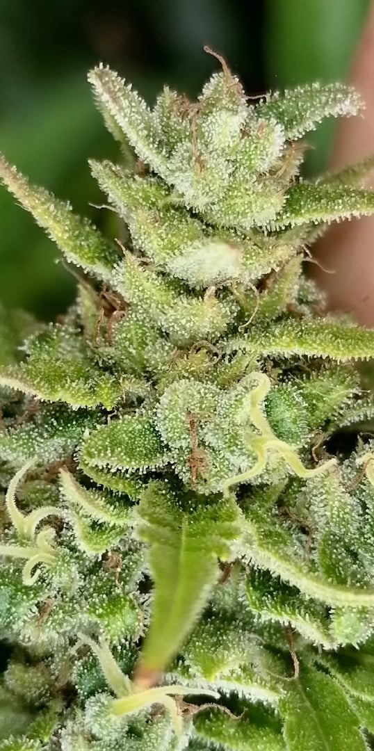 AZ Indoor