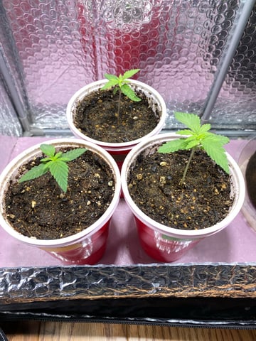 2026 Outdoor Crop