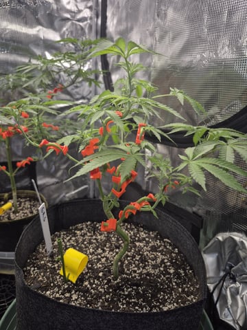 Grow 1 2026 Gelato Rainbow Sherbert  — vegetative, day 56
