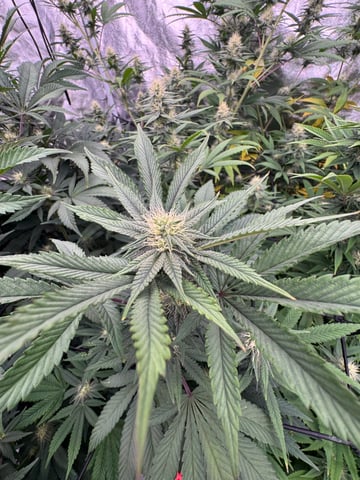 first indoor — flower, day 103