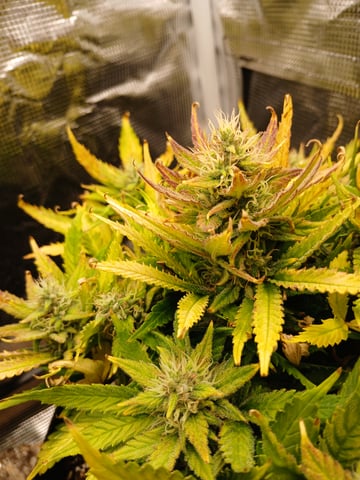 Auto Mystery 4  — flower, day 25