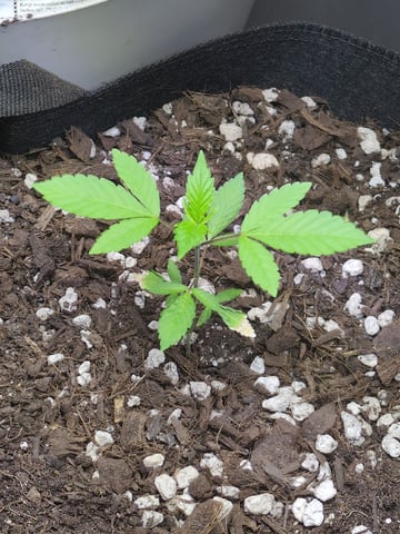 Audrey III — vegetative, day 40