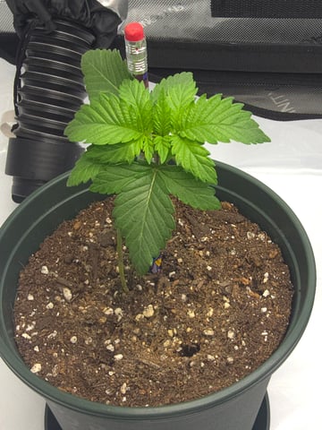 Homegrown - 🍒 🥧 & GSC Auto, 🚀 Seeds 🍌 Buttercups  — vegetative, day 20