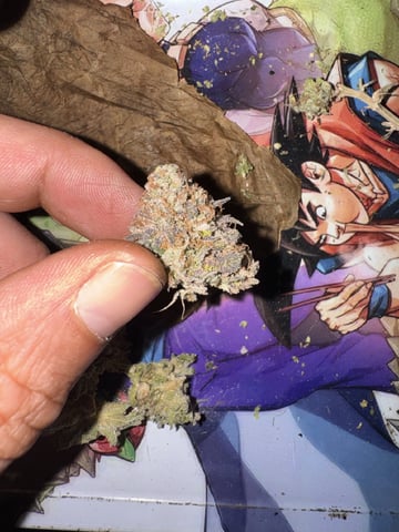 Hollywood Headband and LimeHeads 