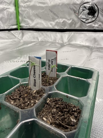 First photo Plant Grow 