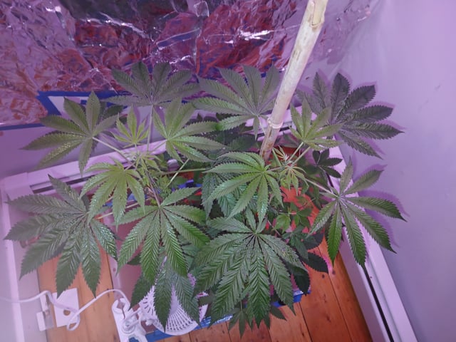 triangle kush  — flower, day 38