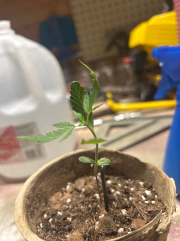First ever grow — vegetative, day 21