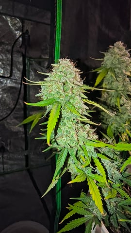 skittlez Autoflower  — harvest, day 16