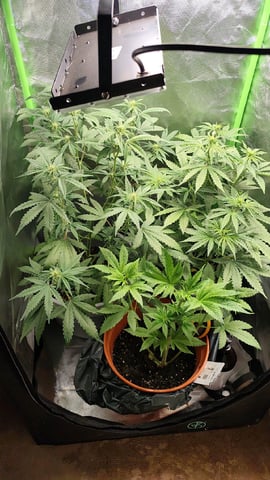 Indoor 1 — vegetative, day 18