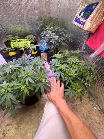 Gelly Mama and Sugar Tree — flower, day 84