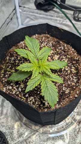 Grow 1 — vegetative, day 21