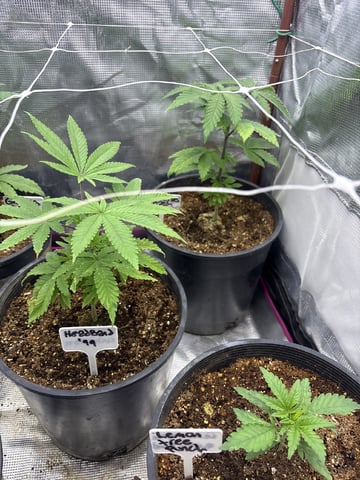 first grow in new 2x2 — vegetative, day 41