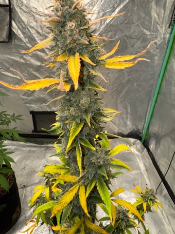 white runtz auto flower — flower, day 87