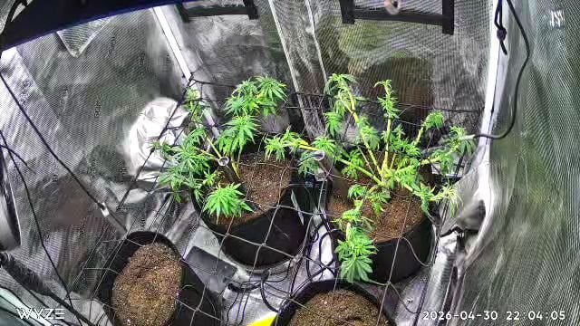 Blue Dream Feminized  — vegetative, day 62