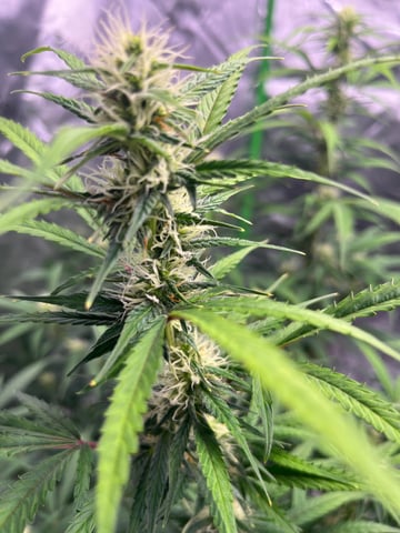 Blueberry auto — flower, day 78