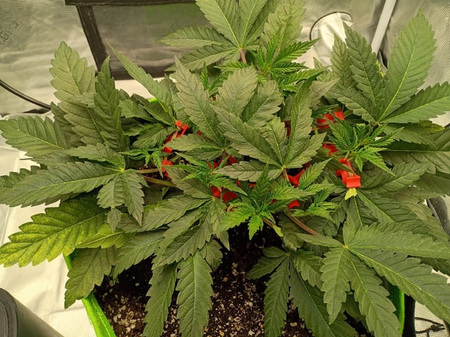 FastBuds Photo-Lemon Mandarin  — vegetative, day 46