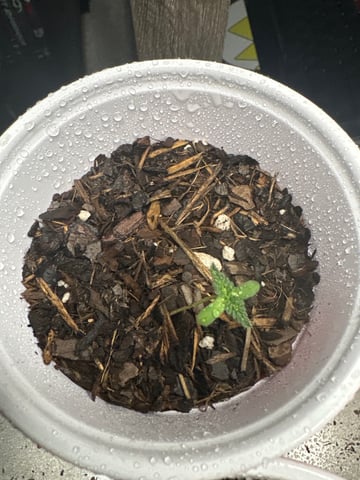 P And Z — vegetative, day 15