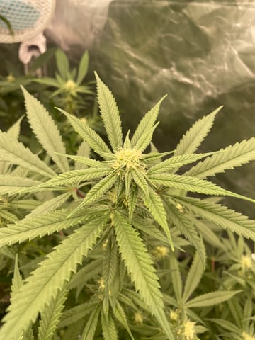 Run 3 — flower, day 20