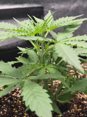 Wurlz F1 Hybrid  — grow_setup, day 1