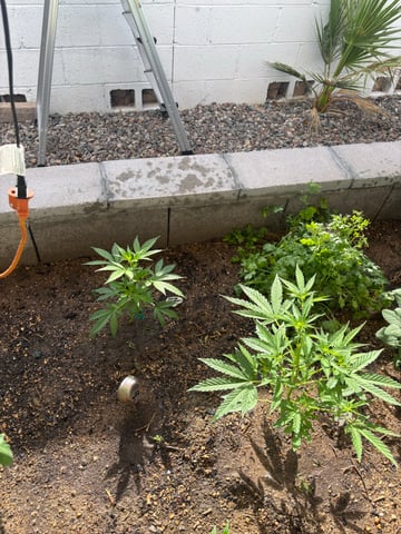 3 seeds  — vegetative, day 50