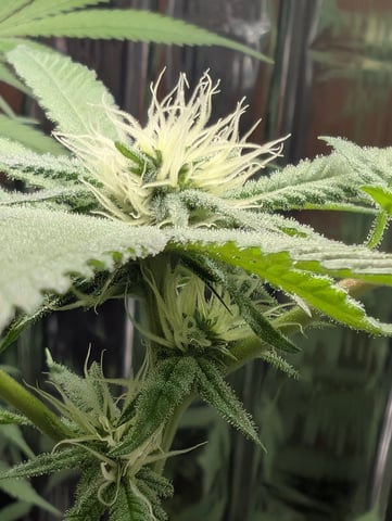 B E A utiful  — flower, day 80