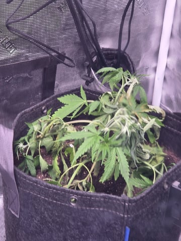 Blue Dream Feminized  — vegetative, day 40