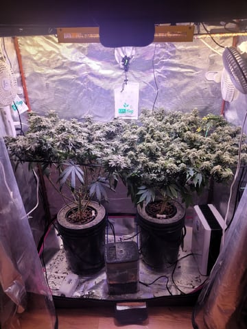 4th Grow — flower, day 6