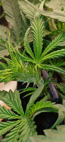 Diesel Auto Round 2 — flower, day 31