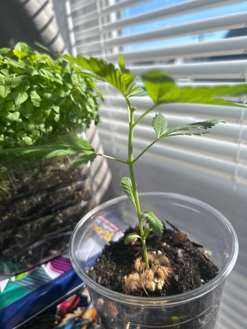 PeanutButter Cookies — vegetative, day 23