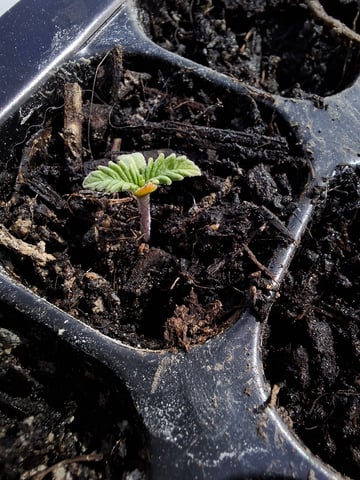 Trial — seedling_rooting, day 9