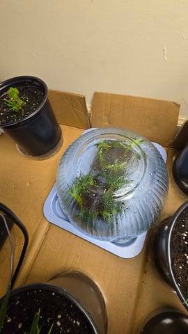 2nd Generation Clones — seedling_rooting, day 2