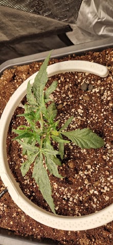 New Strains — vegetative, day 31