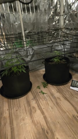 B2 — vegetative, day 43