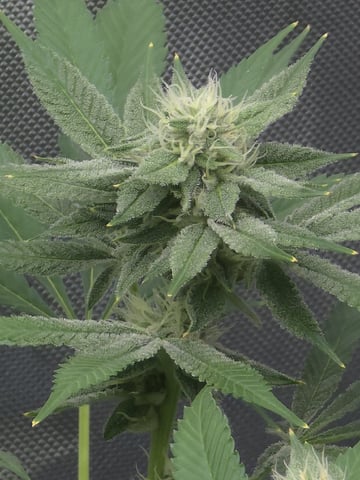 Barney's Farm - Cherry Popper — flower, day 95