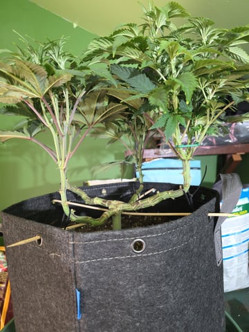 outdoor start/indoor 2025 — vegetative, day 86