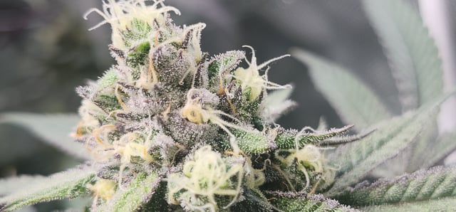 First clones (Dr nefario)  — flower, day 68