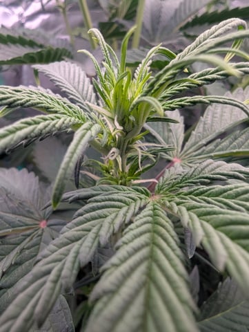 Piggy Stardust — flower, day 41