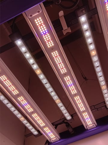 Indoor Closet Grow — vegetative, day 19