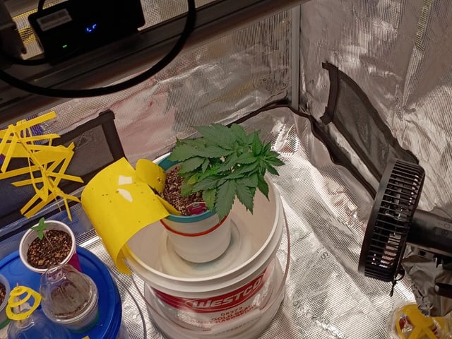 TentPlantLightFan — vegetative, day 32