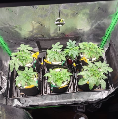 Mainely Genetics Micro Pheno Hunt
