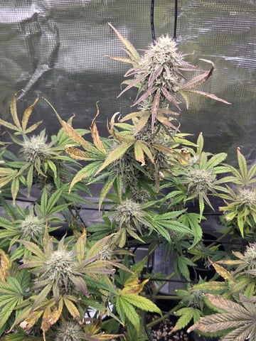 Autoflower NIGHT OWL — flower, day 16