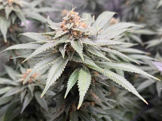 boom420 — flower, day 81